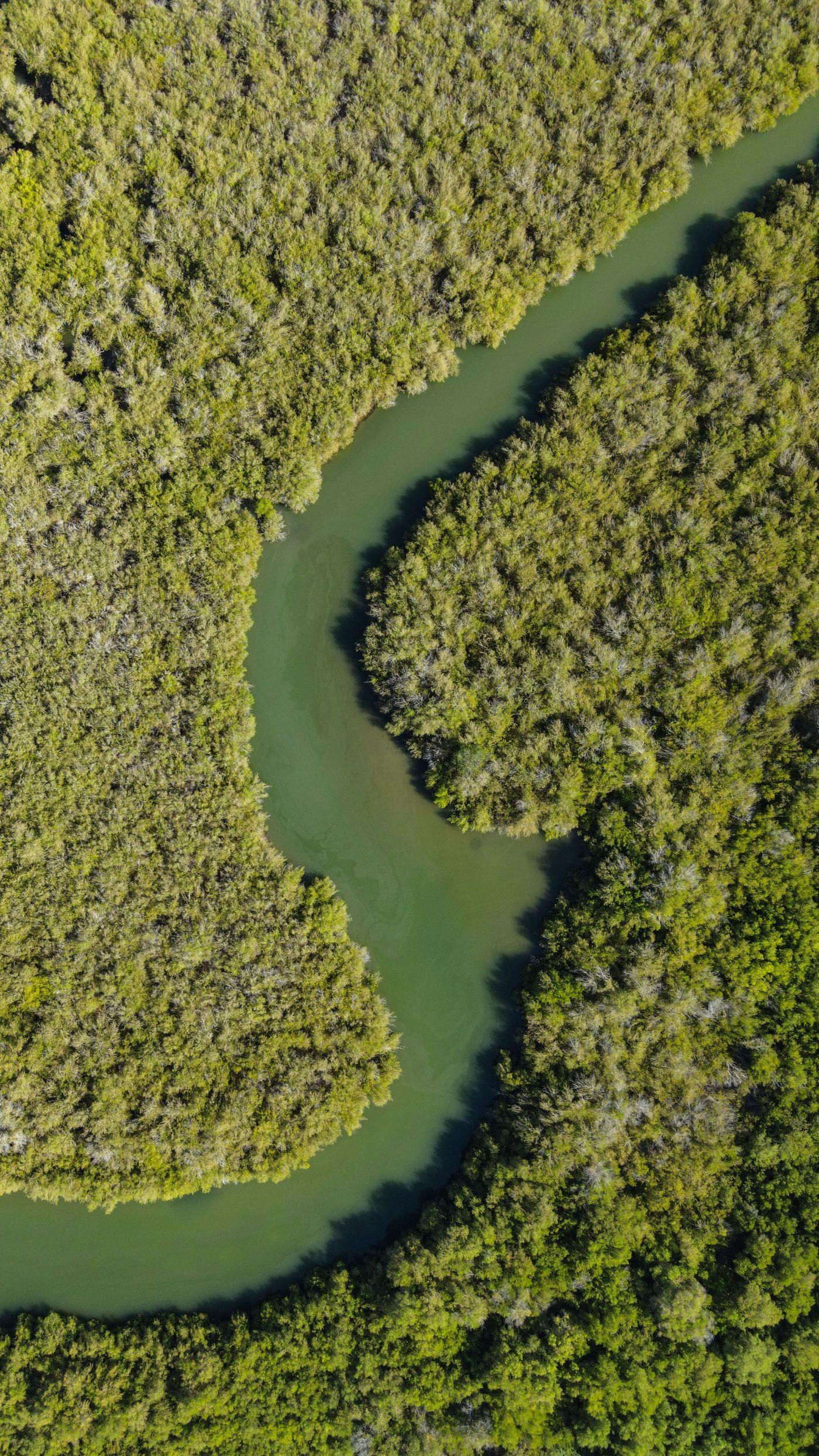 Aerial view of a winding river cutting through dense mangrove forest